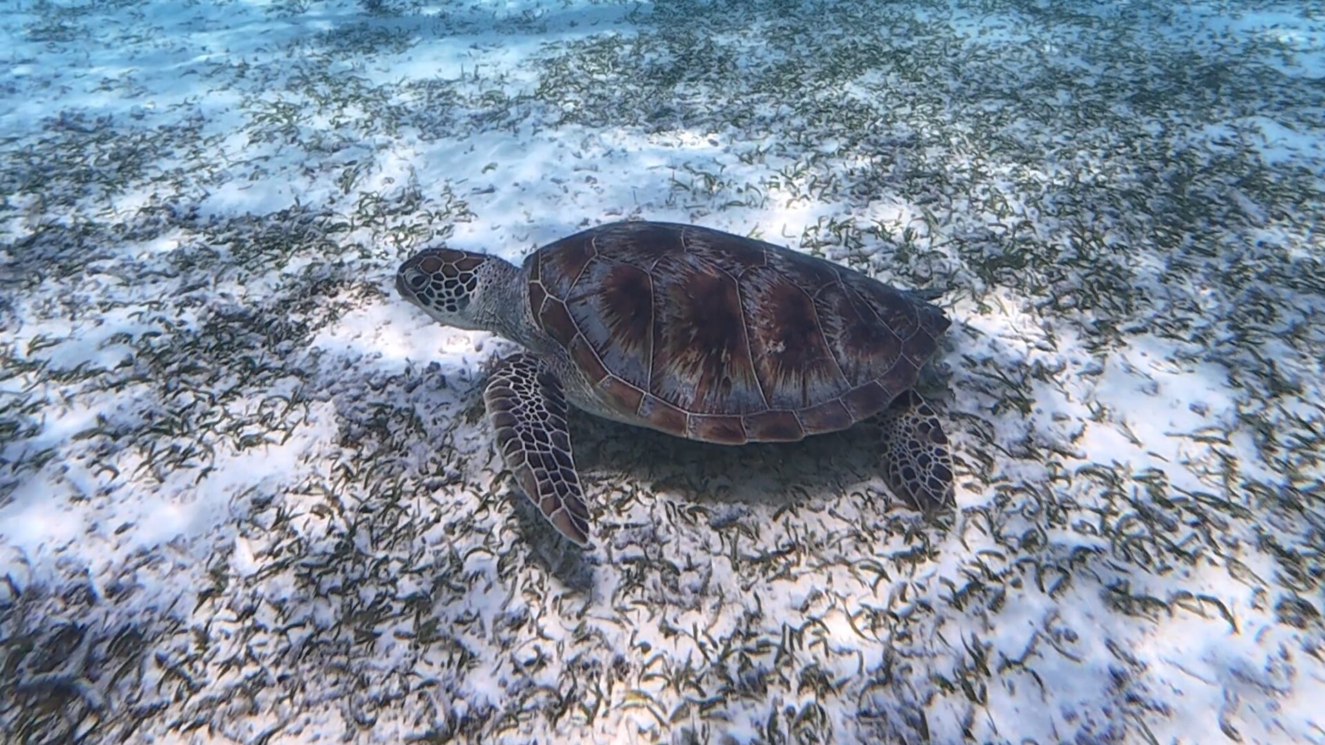 QUÉ VER EN MALDIVAS – FISH TANK, DELFINES SORPRESA, GURAIDHOO, ARRECIFE DE TORTUGAS VERDES